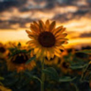 Meet your Posher, Taleena